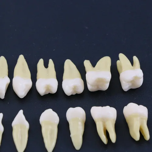 Vista 7 de 1 caja de dientes modelo dental modelo 28 piezas 1:1 dientes permanentes completos M7021