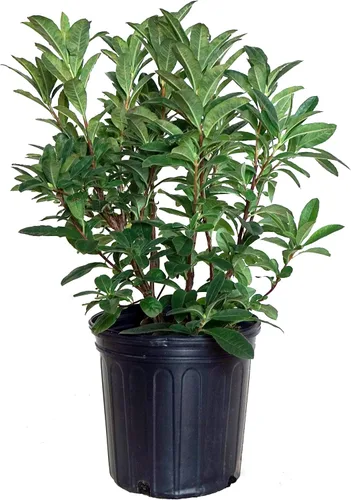 Vista 6 de Azalea Encore Autumn Twist (Azalea Reblooming) Arbusto, RB blanco/púrpura, #3 - Tamaño Contenedor