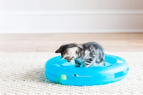 Vista 3 de Petmate Fat Cat Crazy Circle con bola de hierba gatera interactiva para gatos