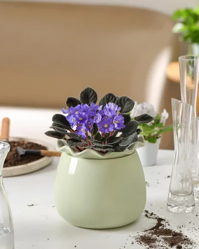 Vista 8 de Fayoula Maceta de riego automático, mantenimiento de macetas de violeta africana de 6 pulgadas, maceta de cerámica con riego automático para plantas