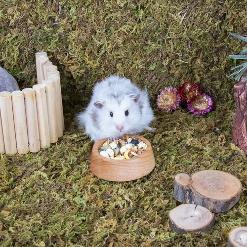 Vista 8 de Rubor Cuenco de comida para hámster, plato de comida de conejillo de indias de madera, cuenco de alimentación para animales pequeños, hámster enano
