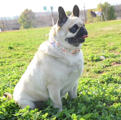 Vista 3 de Collar de perro con hebilla de metal, duradero y ajustable, suave para perros pequeños, medianos y grandes, talla S (10-14 pulgadas), flor 3
