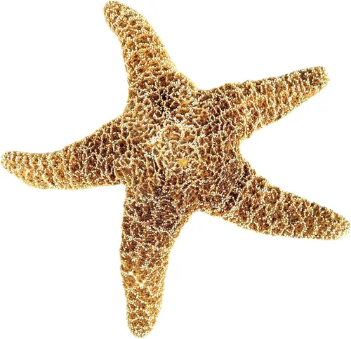 Heyiwell 1 estrella de mar de azúcar Larage, estrella de mar de azúcar morena para artes y manualidades de playa, decoración del hogar de 9 a 10