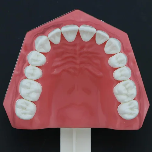 Vista 6 de Modelo de dientes estándar dental, modelo de dentadura de demostración de Typodont, modelo de suministros dentales para niños, enseñanza estudiando