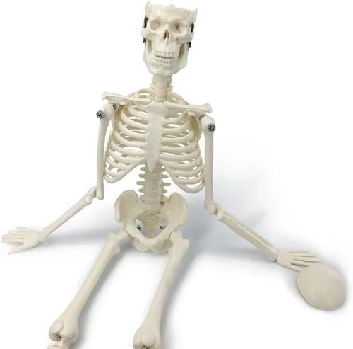 Vista 5 de Mini modelo de esqueleto humano, modelo de huesos humanos pequeños de 17.72 pulgadas con brazos móviles, piernas y soporte, para que los estudiantes