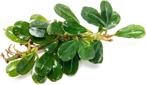 Vista 33 de SubstrateSource Bucephalandra Brownie Phantom - Planta de acuario viva – Decoración natural de pecera de agua dulce, decoración acuática