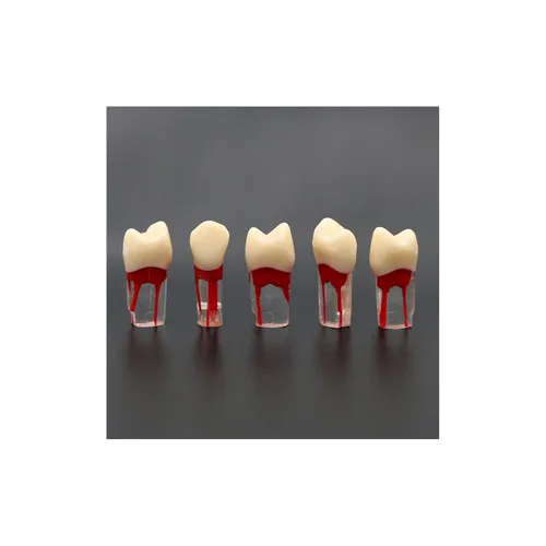 Vista 12 de 5 piezas Dientes de práctica endodóntica de conducto radicular dental modelo M8006 11 # 14 # 16 # 21 # 24 # 26 # 35 # 36 # 45 # 46 # Typodont M8006