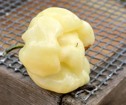 Vista 2 de Paquete de semillas prémium de pimienta habanero blanca gigante + más