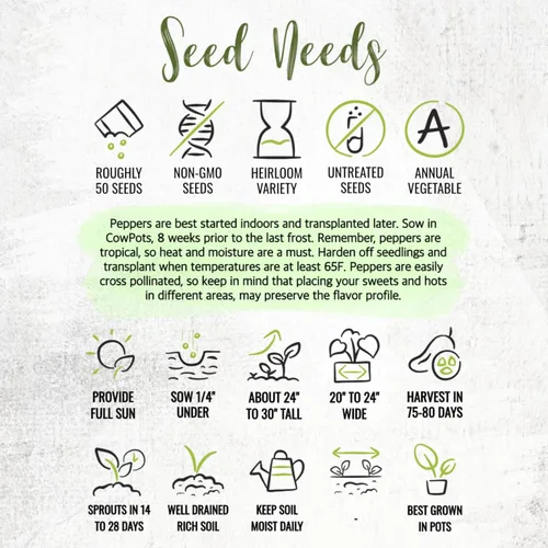 Vista 8 de Seed Needs, Semillas de pimiento picante Serrano, 60 semillas tradicionales para plantar Capsicum annuum, sin OMG y sin tratar, deliciosos chiles