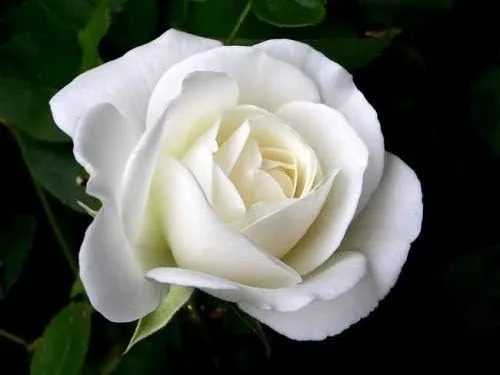 Vista 13 de Generic Semillas frescas de flores de rosas para plantar rosa bebé 100 piezas
