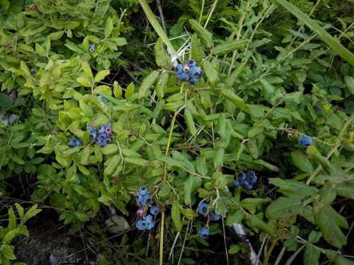 Vista 3 de KVITER 100 semillas de arándano Highbush (Vaccinium Corymbosum) – Semillas de árboles frutales sin OMG, semillas de bayas tradicionales