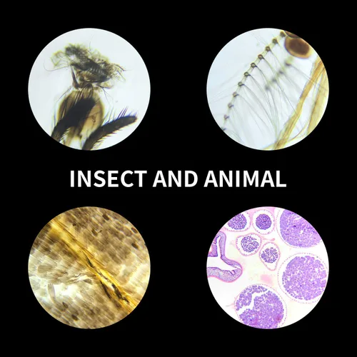 Vista 6 de Juego de 100 diapositivas de microscopio preparadas para niños, estudiantes, uso en casa