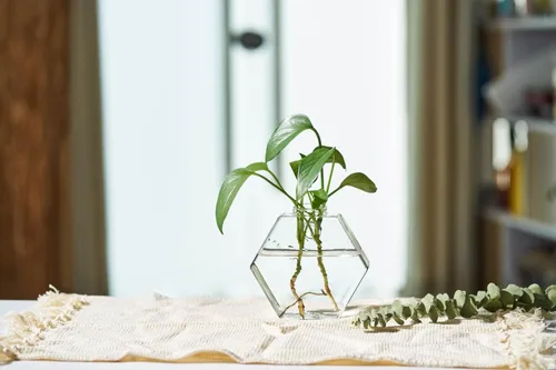 Vista 7 de Macetas de pared de vidrio, 6 unidades, terrario, soportes colgantes para plantas hidropónicas, suculentas, hierbas, flores (hexagonal)