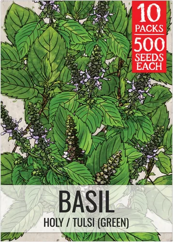 Vista 45 de Seed Needs Sweet Genovese - Semillas de albahaca para plantar, semillas de hierbas culinarias sin OMG y sin tratar para plantar un jardín de cocina