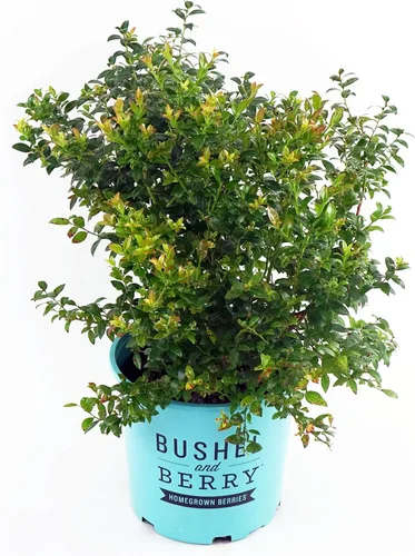 Bushel and Berry - Vaccinium cor. Glaseado de arándano, glaseado mora
