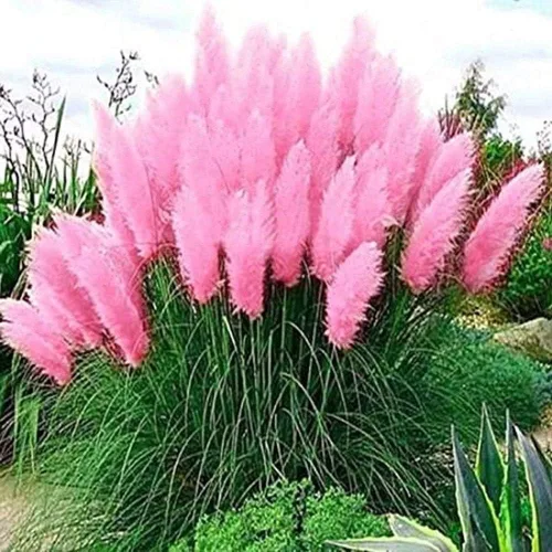 Pink Pampas Grass Seeds - 100 Seeds - Ornamental Grass for Landscaping or Decoration - Made in USA