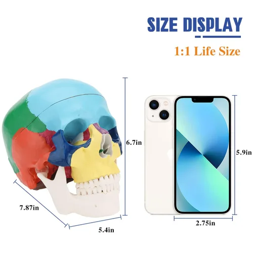 Vista 4 de RONTEN Modelo Anatómico de Cráneo Humano, Cráneo Médico Pintado de 3 Partes con Tapa de Cráneo Extraíble y Mandíbula Movil, Modelo de Exhibición