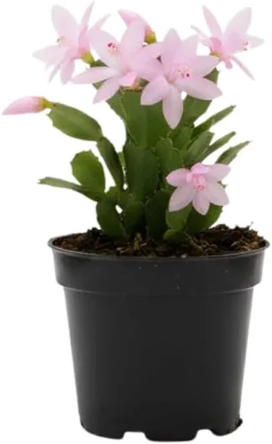 Plantas de cactus de Navidad rosas vivas en maceta de 2 pulgadas, vibrantes flores de cactus de Navidad, planta de cactus perenne, planta suculenta