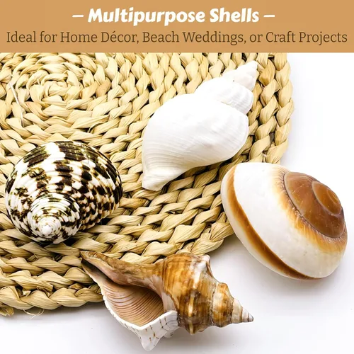 Vista 6 de 4 conchas grandes de cangrejo ermitaño Concha de mar natural de 2.4 a 3.5 pulgadas, apertura de 1 a 1.5 pulgadas Conchas marinas turbo