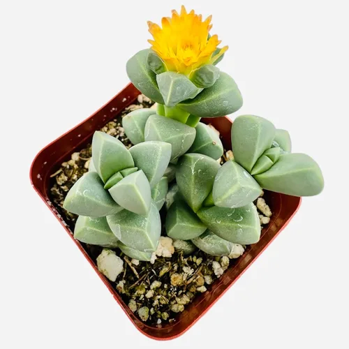 Vista 3 de Plantas de cactus suculentas vivas de USKC (pata de oso de cotiledón tomentosa de 2 pulgadas)