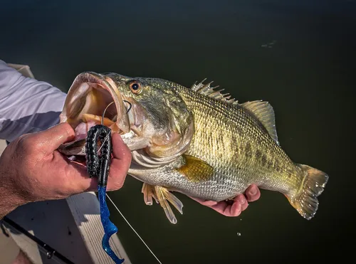 Vista 6 de Berkley PowerBait Power Worms - Cebo suave para pesca