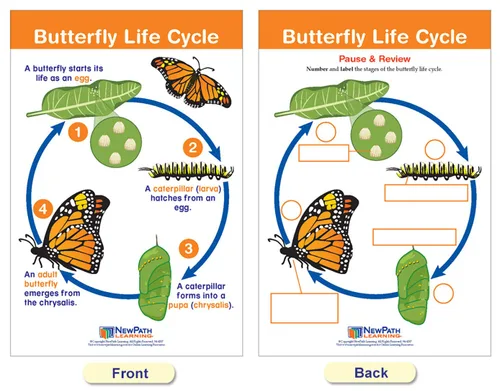 Vista 2 de NewPath Learning Tableros de anuncios de los ciclos de la vida, juego/8 - Laminado, de doble cara, a todo color, 12 x 18 pulgadas (94-1504)