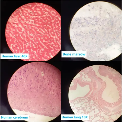 Vista 6 de Conjunto de diapositivas de microscopio de anatomía de tejido humano preparado, 17 piezas de diapositivas preparadas a mano encuesta los principales