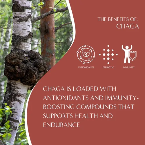 Vista 3 de Teeccino Chaga Ashwagandha Tea - Crema de caramelo - Té de hierbas adaptogénico de hongos orgánicos, 3 veces más hierbas que las bolsas de té