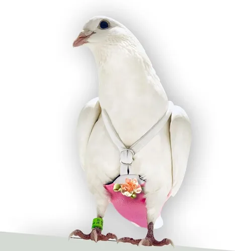 Vista 9 de FLYPER Mini pañal ajustable para pájaros, reutilizable, lavable, ajuste cómodo para loros, cacatúas y otros pájaros pequeños, accesorios de aviar