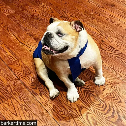 Vista 7 de Royal Blue - Pañal impermeable prémium para perro, a prueba de escapes, XL, con orificio para la cola, fabricado en Estados Unidos