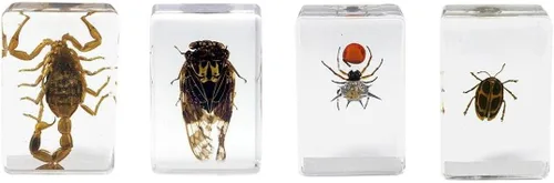 Celestron Bugs 3D reales en resina transparente - Juego de 4 piezas incluye espécimenes de escorpión, cigarrilla, tejedor de orbes y escarabajos -
