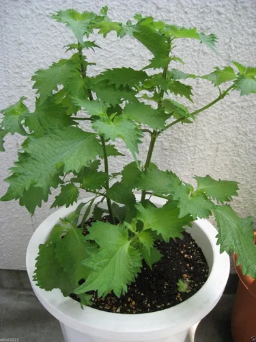 1000 Shiso/perilla semillas (Perilla frutescens), Verde Planta de bistec (og) orgánico