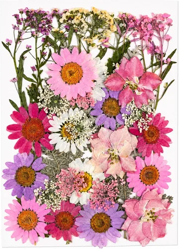 40 piezas de flores prensadas secas rosas para resina 40 unidades rosa