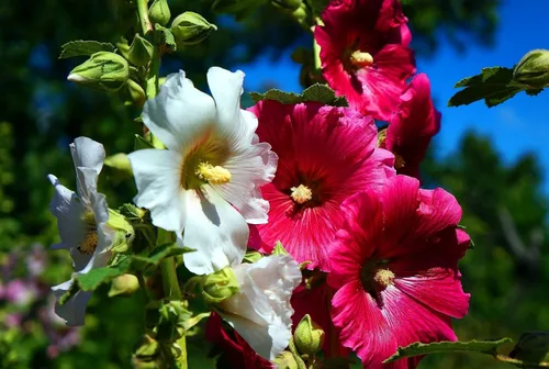 Vista 2 de Semillas Mezcla de Semillas de Malvarrosa Malva 30+ Semillas para Plantar Flores Perennes Vistosas Mezcla Multicolor