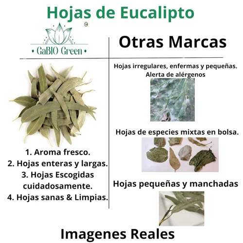 Vista 4 de Hojas enteras de eucalipto, calidad premium, hojas enteras de eucalipto (más de 500 hojas) 1 libra de té suelto de hierbas, té de eucalipto de hoja