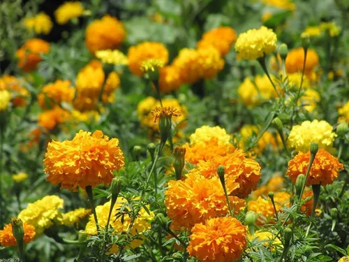 Vista 3 de 2000 Caléndula francesa 'Sparky Mix' Tagetes patula - Semillas de flor