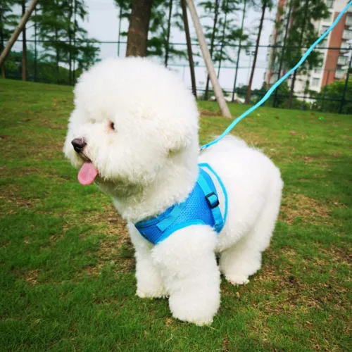 Vista 6 de FEimaX juego de arnés y correa para perro para caminar, de malla suave ajustable de control fácil, arneses de chaleco ligeros para gatos con tiras