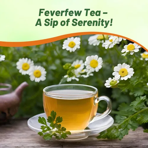 Vista 5 de Outsidepride Semillas de crisantemo matricaria - 5000 unidades. Semillas de flores perennes, tolerantes a la sequía para plantar en jardines