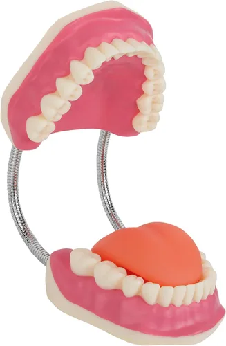 Vista 6 de Axis Scientific Modelo de cepillado de dientes, 3 veces ampliado con cepillo gigante, modelo de dientes de cuidado bucal, muelas del juicio, kit