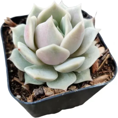 Vista 9 de Plantas de cactus suculentas vivas de USKC (maceta de 2 pulgadas) (Adromischus Maculatus)