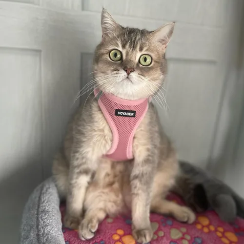 Vista 8 de Best Pet Supplies Voyager Step-In - Arnés de malla para perros, apto para todo tipo de clima, arnés tipo chaleco fácil de poner, para perros