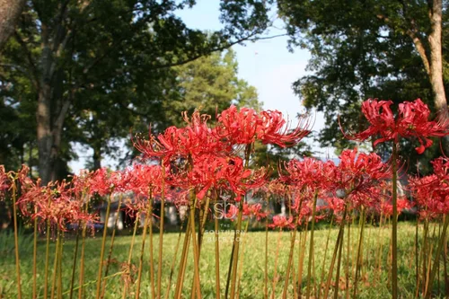 The Southern Bulb Company - Bombillas de lirio rojo de araña roja (Lycoris Radiata), perenne que florece en otoño, perfecto para climas del sur,