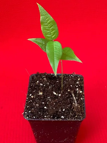 Vista 7 de Planta de maceta de árbol frutal de uva brasileña de hoja grande Plinia Aureana de Jaboticaba blanca