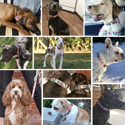 Vista 7 de Blueberry Pet 7 patrones, impresión de rosa inspirada en la esencia de primavera, collar ajustable para perro irlandés azul, XS, cuello 20,3 cm