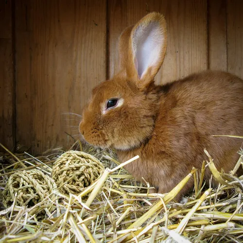 Vista 5 de 10 bolas de juego para animales pequeños, juguetes para masticar actividades rodantes, golosinas para conejillos de indias, conejillos de indias