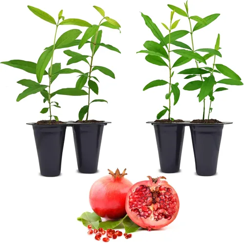 Granada Salavatski Viva en Venta (Paquete de 4) | Plantas Fáciles de Cultivar | Planta de Fruta Comestible para Vida Sostenible | Cultiva Tu Propia