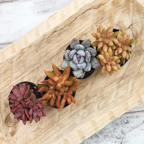 Vista 3 de Altman Plants Desert Fire - Paquete de 4 suculentas vivas, mezcla de mini plantas suculentas, plantas vivas, mini suculentas, plantas