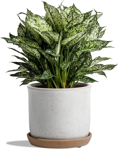 Vista 9 de Maceta de 5.8 pulgadas: Maceta de cerámica con orificio de drenaje y platillo para plantas de interior y exterior - Maceta con bandeja adherida