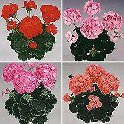 Vista 2 de Geranium Zonal Black Velvet Series Mix Seeds