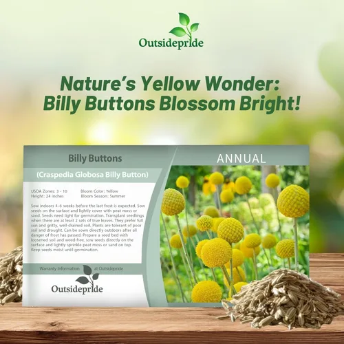 Vista 5 de Outsidepride Billy Button Craspedia Globosa Seeds – 1000 piezas perennes, resistentes y tolerantes a la sequía, semillas de flores para plantar
